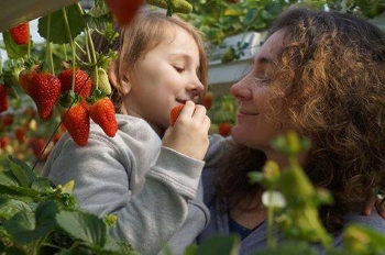 קטיף תות שדה באגרונן חוויה לכל המשפחה- אתר לגדול